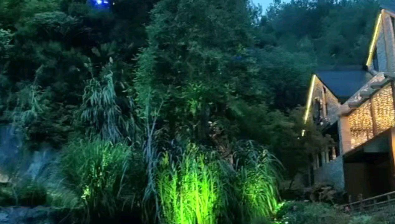 石斛泡水喝的功效和作用,快来看看吧!